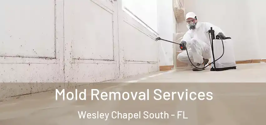 Mold Removal Services Wesley Chapel South - FL