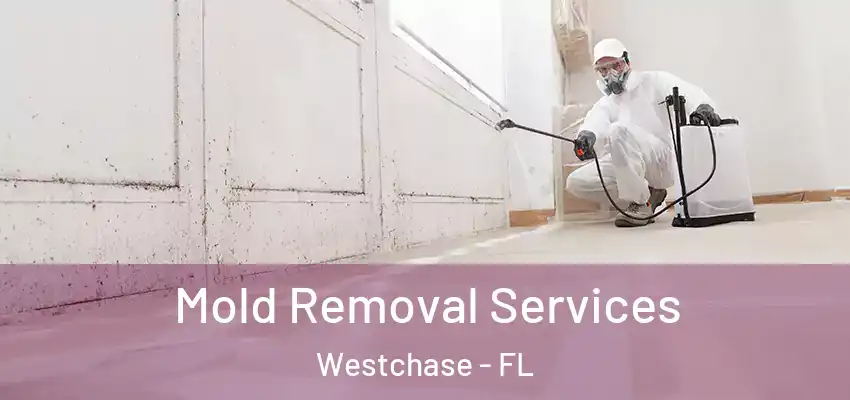 Mold Removal Services Westchase - FL