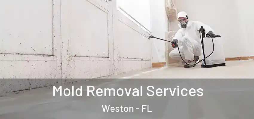 Mold Removal Services Weston - FL