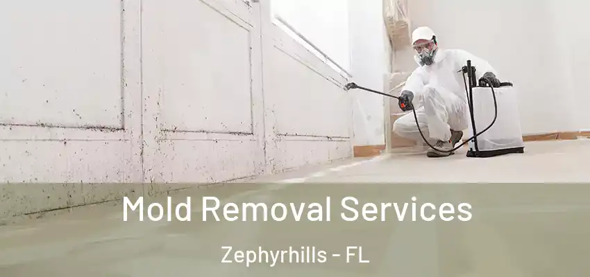  Mold Removal Services Zephyrhills - FL