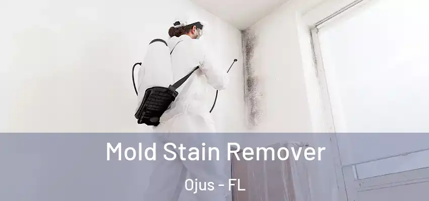Mold Stain Remover Ojus - FL