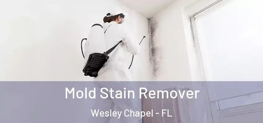  Mold Stain Remover Wesley Chapel - FL