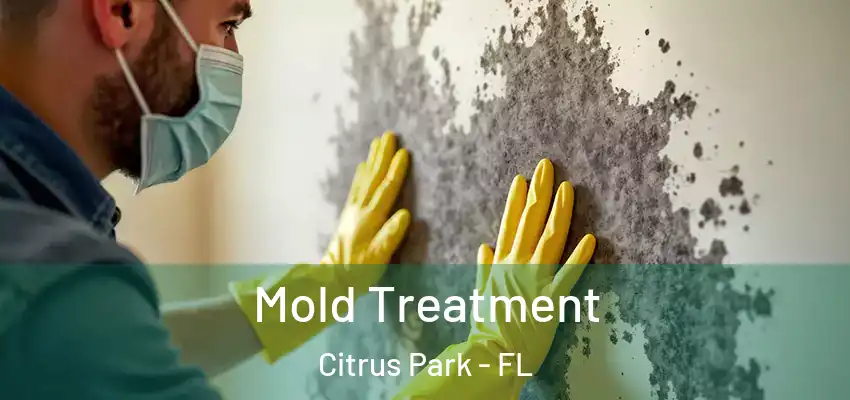  Mold Treatment Citrus Park - FL